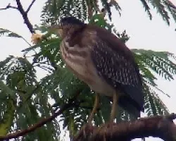 Heron 2