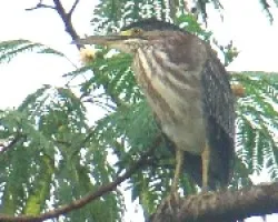Heron 2