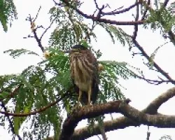 Heron 2