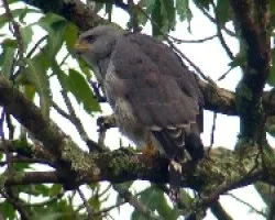 Asturina nitida