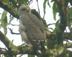 Asturina Nitida