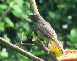 Grayish Saltator