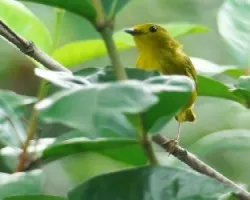 Dendroica petechia