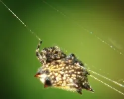 araña