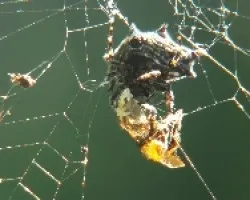 araña
