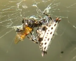 araña