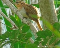 Tapera naevia
