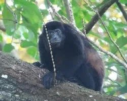 Congo