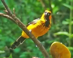 Icterus pectoralis