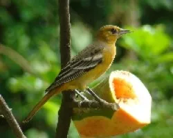 Icterus galbula