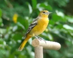 Icterus galbula