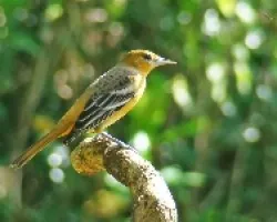 Icterus galbula