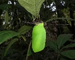 insecto gigante sin Id