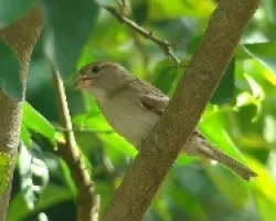 Passer domesticus Hembra