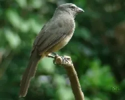 Grayish Saltator
