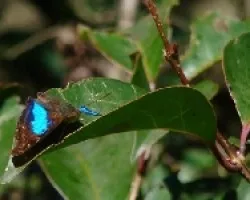 Mariposa azul.