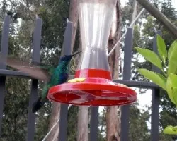 Colibri