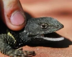 reptil