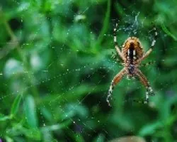 araña