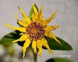 Girasol