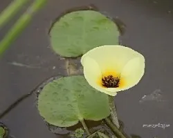 Nuphar lutea