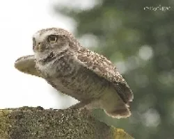 Athene cunicularia