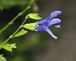 Flores de Salvia