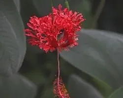 Hibiscus schizopetalus