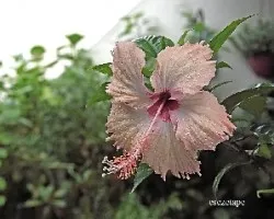Despues de la lluvia