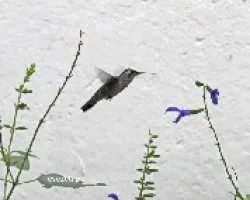 Chlorostilbon lucidus