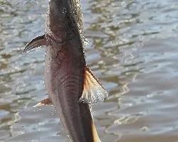 Ya pescado