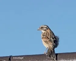 Chingolito