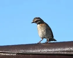 Chingolito