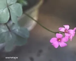 Oxalis
