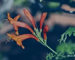 Bignonia