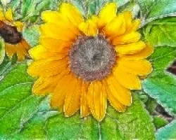 Girasol