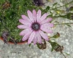 Unas flores