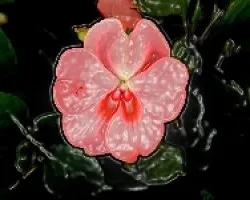 Unas flores