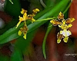 Oncidium