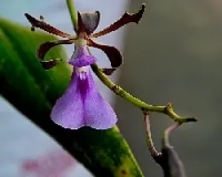 Orquidea