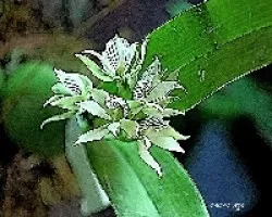 Orquidea