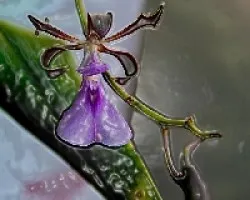 Orquidea
