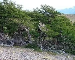Nothofagus pumilio 