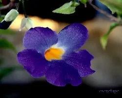 Thunbergia erecta