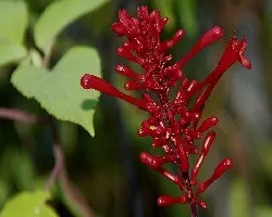 Odontonema stricta