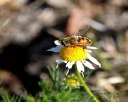 Abeja