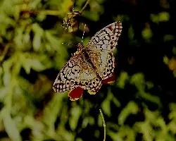 Mariposa