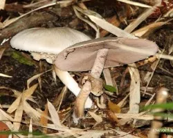 Hongos