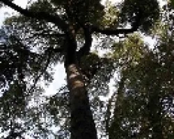Coihue