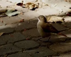 Furnarius rufus